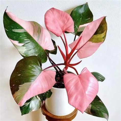philodendron with pink edged leaves